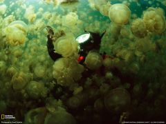 Tapeta National Geographic 575.jpg